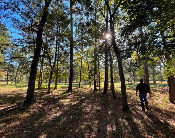 man walking through trees